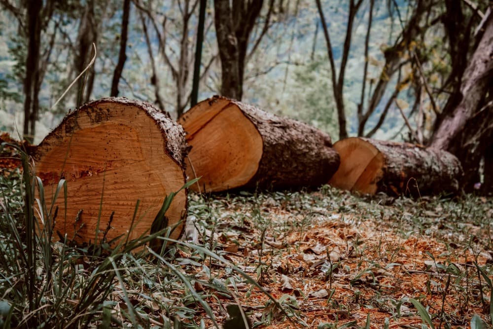 Nuevos negocios basados en biodiversidad recibirán apoyo financiero en la Amazonía brasileña