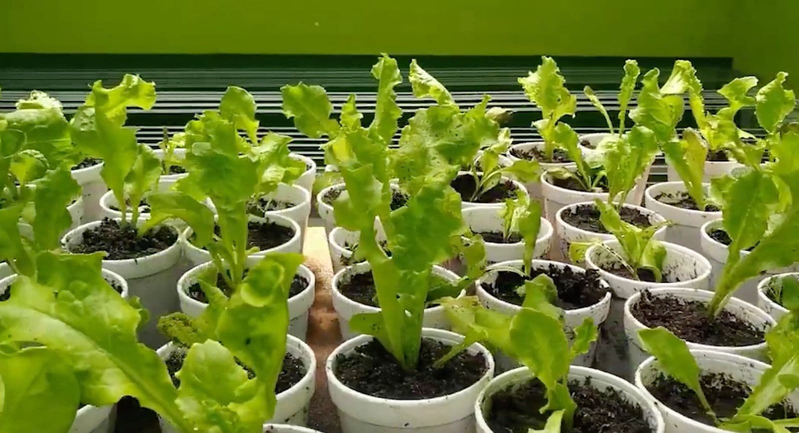 Implementan proyecto de verduras hidropónicas a 4.000 m.s.n.m en el distrito minero Bolívar