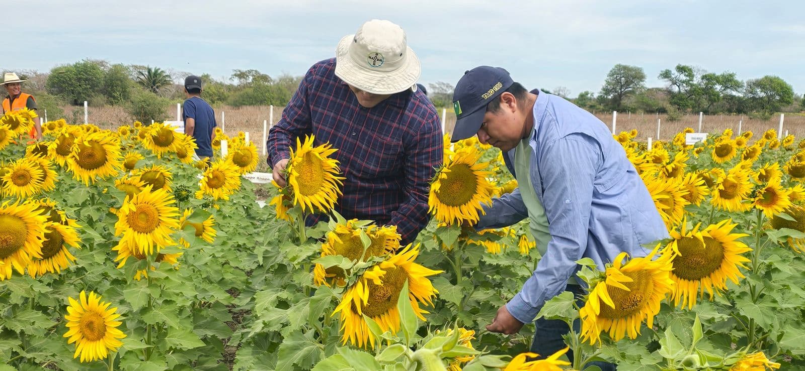 De flor a símbolo: el girasol convierte a San Julián la capital cruceña del cultivo