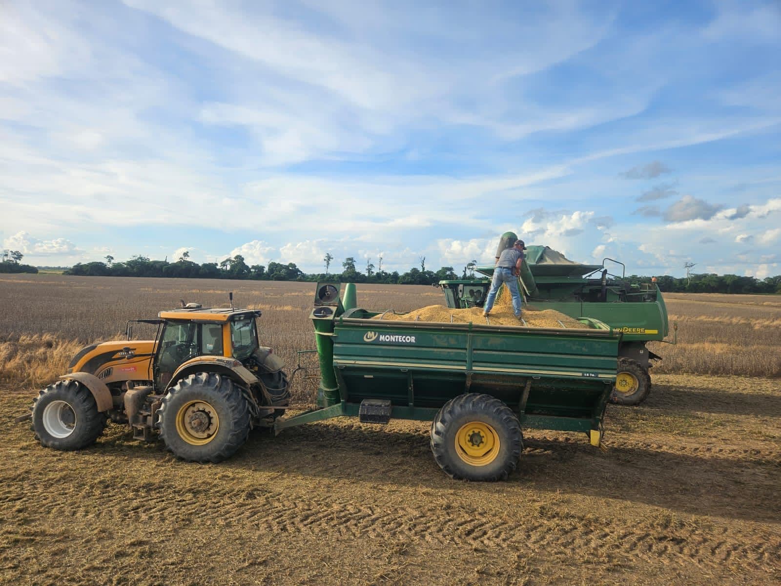 Gobierno libera 880 mil toneladas de grano de soya para exportación, pero productores esperan una apertura total