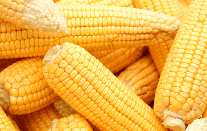 Maíz y soya transgénicos ingresan a Bolivia de contrabando